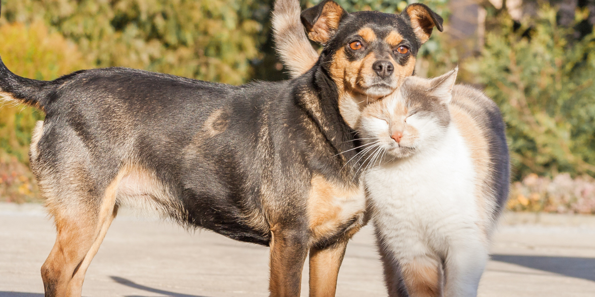 son los perros o los gatos más populares en europa