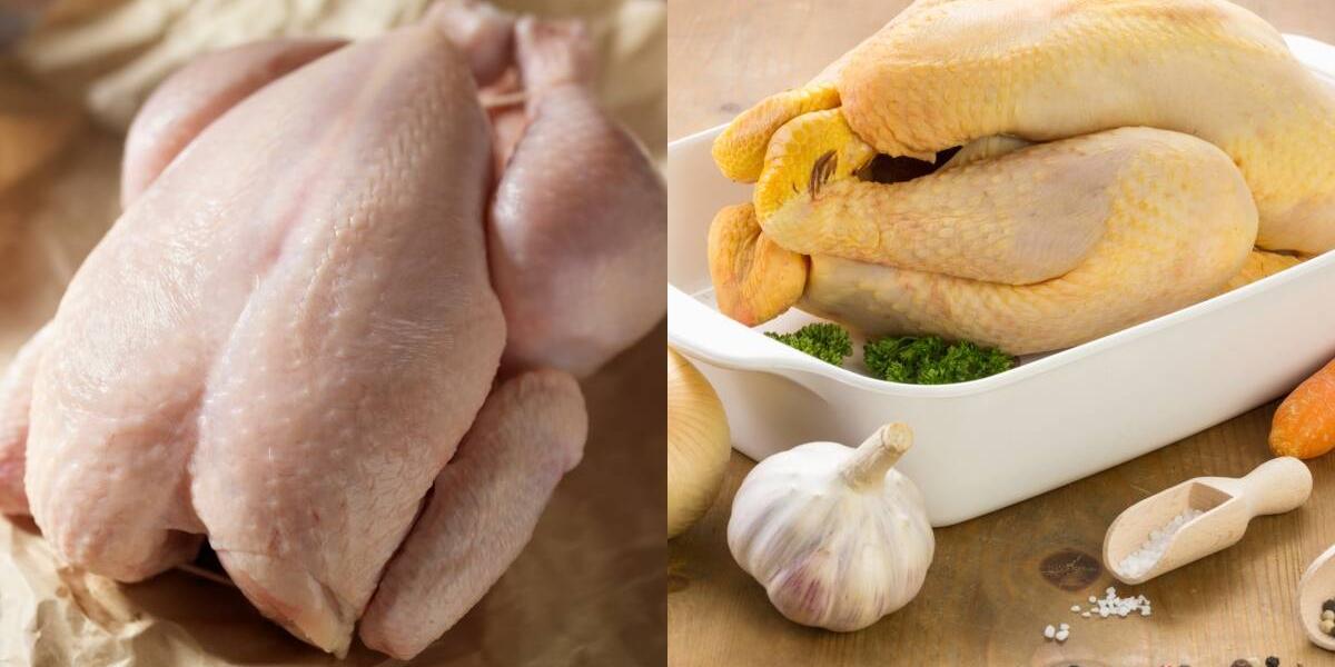 Porque Hay Pollo Amarillo Y Blanco