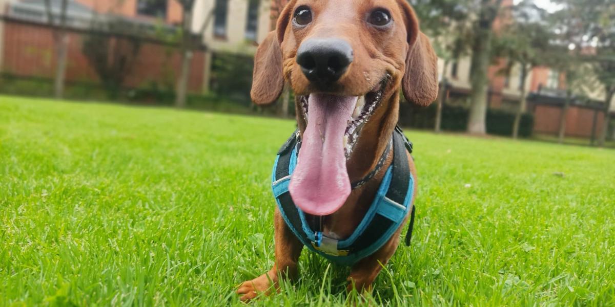 cuanto cuesta un perro salchicha