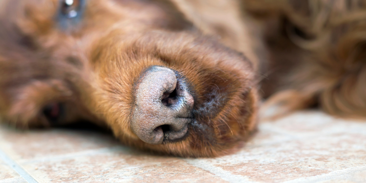 sufren los perros cuando los ponen a dormir