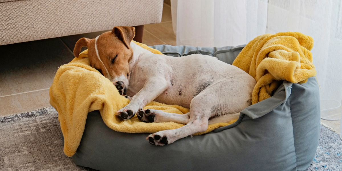 los bebes pueden dormir con los ladridos de los perros