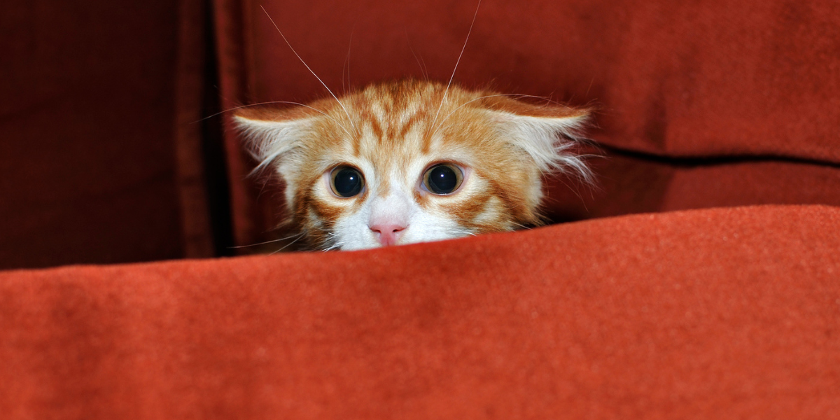Gatos: ¿qué cosas son las que más asustan a los felinos?
