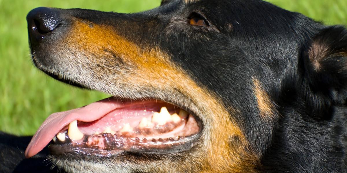 por qué las uñas de mi perro se vuelven negras