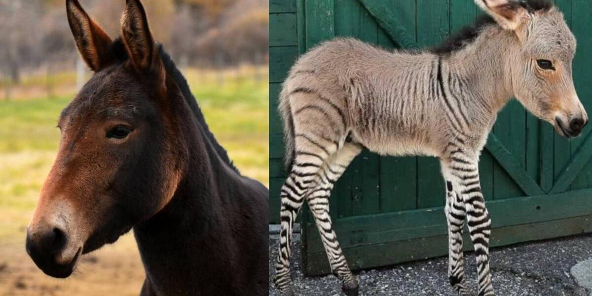 Mula, cebrasno y pumapardo: la razón por la que los animales híbridos