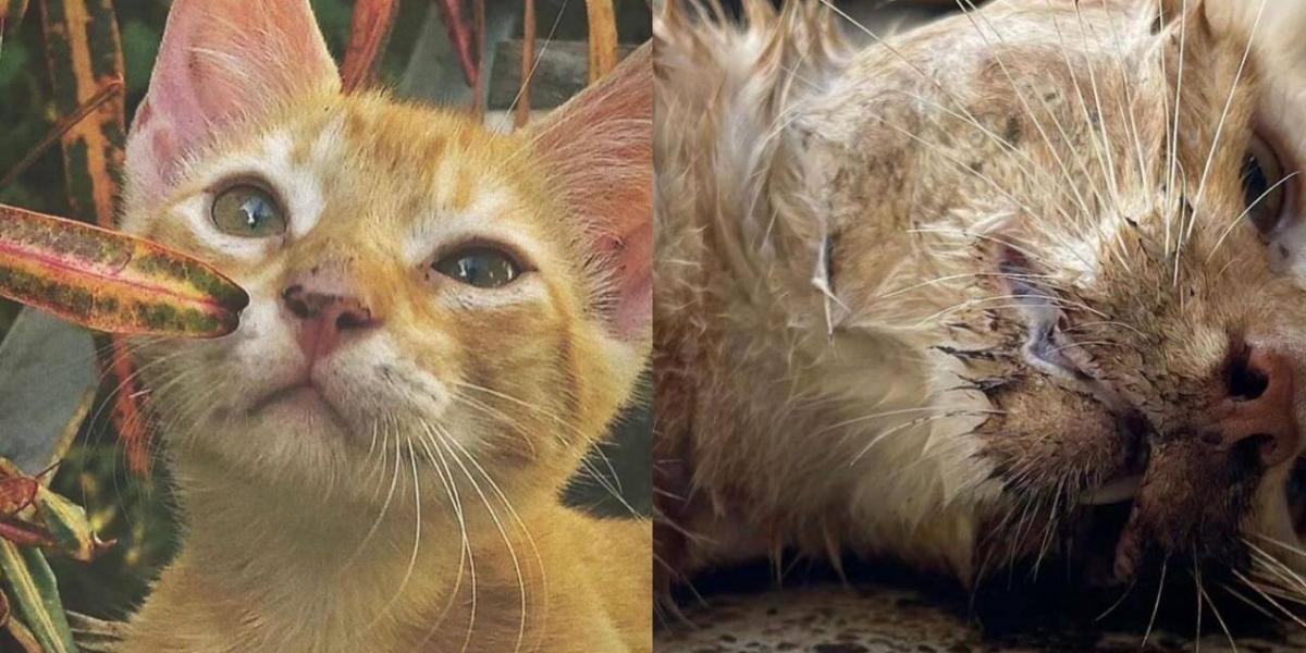 Los Siete Quiebres Del Gato Envenenado Honduras Santa Marta: envenenamiento de gatos en Los Almendros
