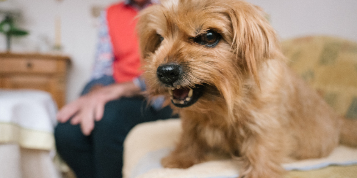 a los perros les gusta que los humanos hablen con ellos