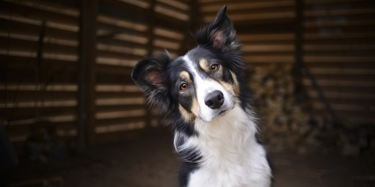 qué razas de perros tienen la nariz roja