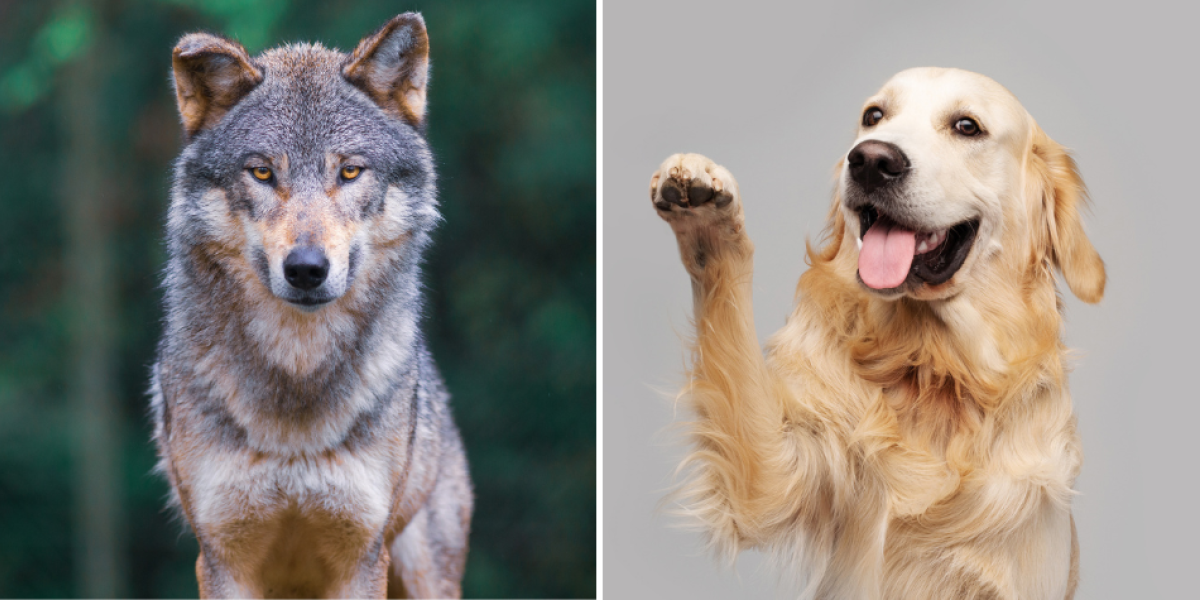 son los perros esquimales lobos domesticados