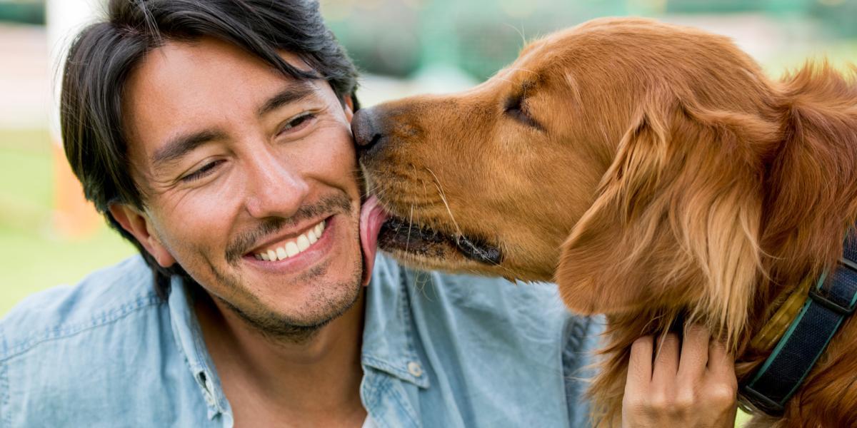 es un perro lamiendo tu cara una muestra de cariño