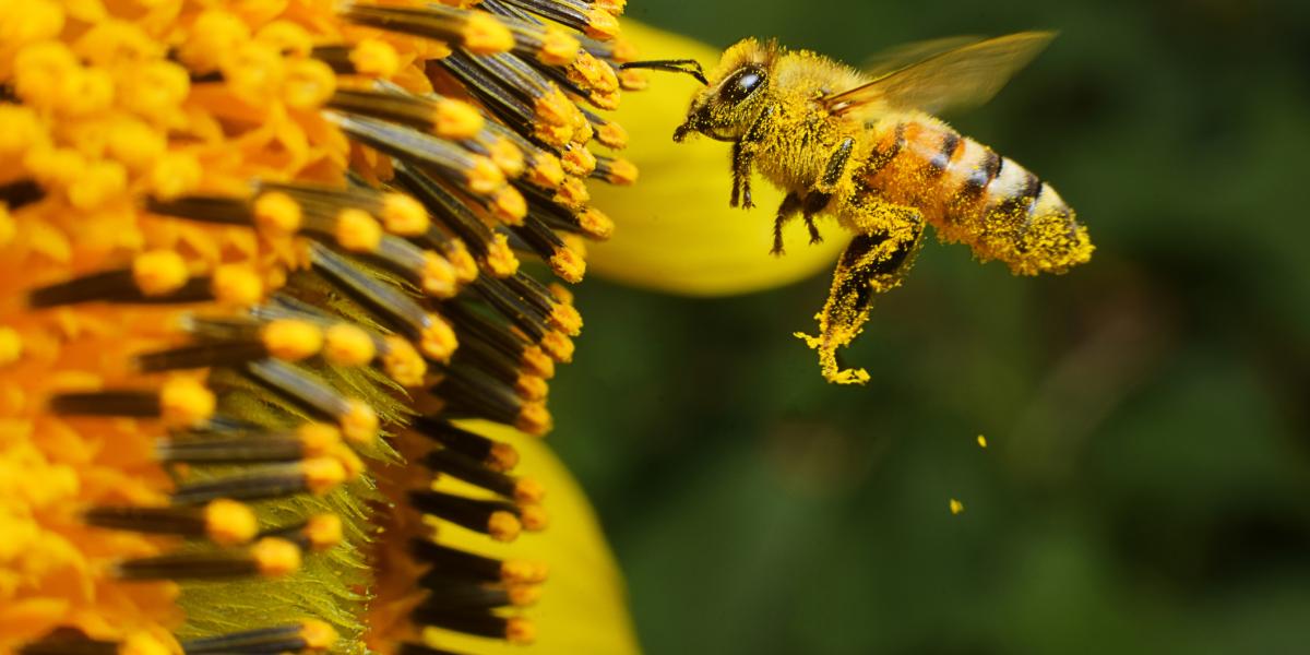¿Qué pasaría con el mundo si no hubiera o desaparecieran las abejas?
