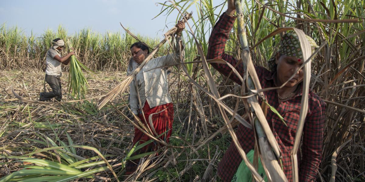 La brutalidad de los campos de caña indios: deudas, matrimonio infantil e histerectomías