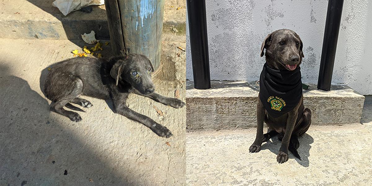 Firulais, el can rescatado que encontró hogar en un comando policial imagen de la publicación