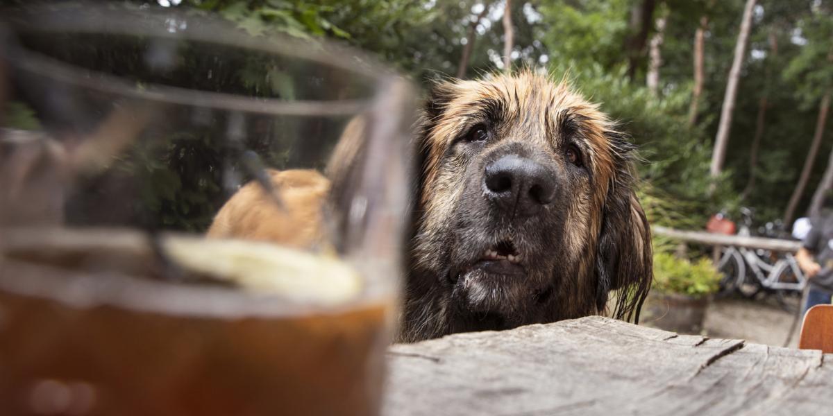 se permiten perros en los bares de california