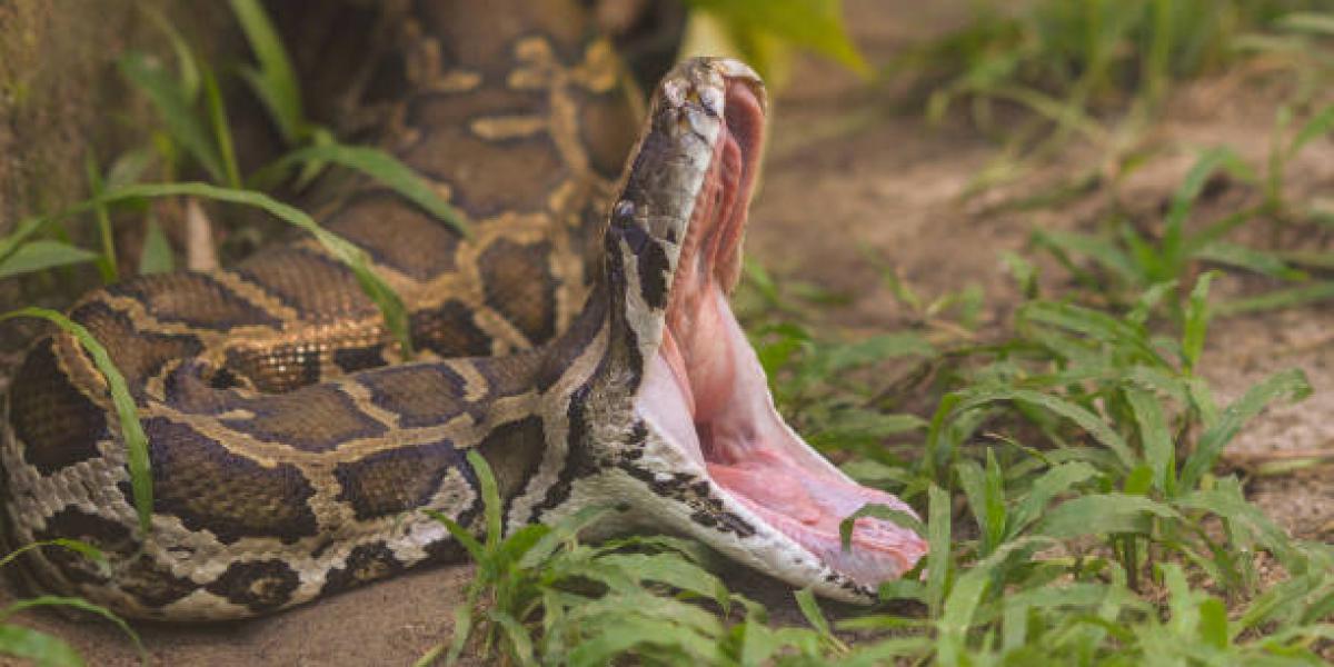 Serpiente de ocho metros asfixió a una mujer y luego la devoró