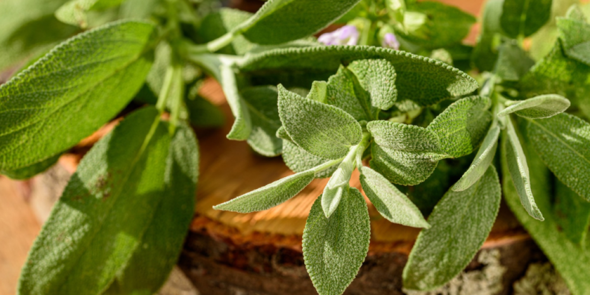 La planta reconocida por sus propiedades para reducir los niveles de azúcar en la sangre y mejorar la memoria