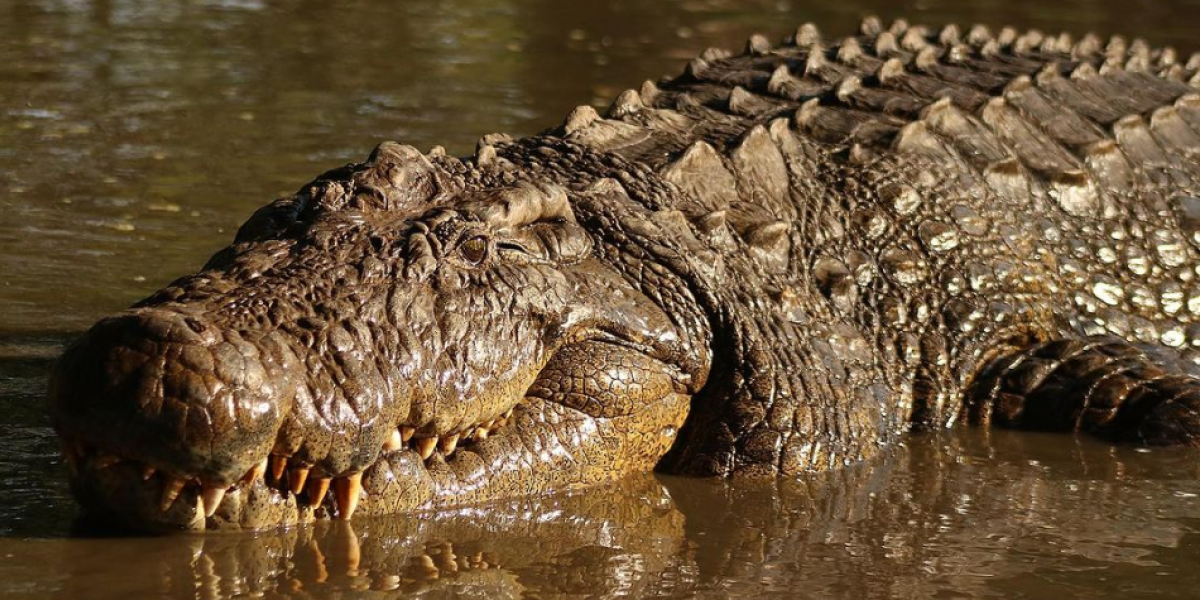 El cocodrilo más viejo del mundo: nació en 1900, tuvo 10.000 crías y esconde un terrible pasado