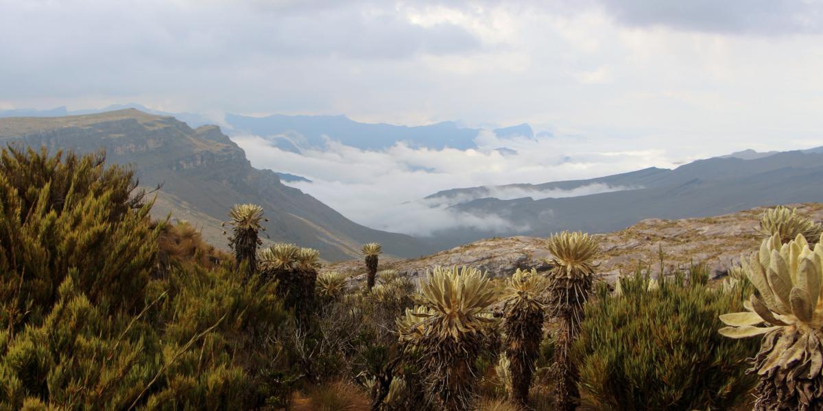 Colombia, el mejor lugar del mundo para descubrir nuevas especies de plantas – El Tiempo