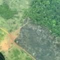 Ganadería extensiva, acaparamiento de tierras, construcción de vías ilegales y cultivos ilícitos impulsan la deforestación en la Amazonia.