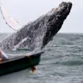 Ballenas jorobadas en Bahía Málaga, uno de los sitios más biodiversos del mundo. Está en Buenaventura.