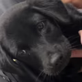 Sujeto no pudo subirse con su perro al avión y lo abandonó en el aeropuerto