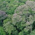 Choibá o Dipteryx oleifera, árbol originario de Honduras, Nicaragua, Costa Rica, Panamá, Colombia y Ecuador.