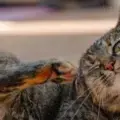 Gatico rascándose la cabeza