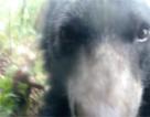 Fotografía del oso de anteojos que 'se tomó una selfie' en el Caquetá.
