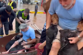 Perritos rescatados en Brasil