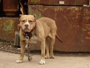 Perro pitbull