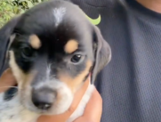 perrita
