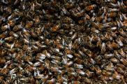 A principios de abril en algunas partes de EU, las colonias de abejas buscan lugares para construir nuevas colmenas.