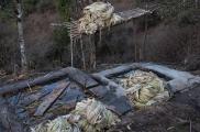 Corteza de Argeli remojando en agua limpia en Nepal. Japón tiene estándares exigentes para la producción de argeli.