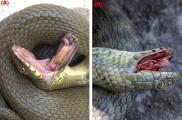 Dos serpientes de dados diferentes simulando estar muertas. Algunas  incluso sangran por la boca.