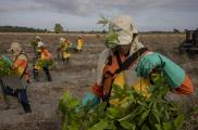 Trabajadores de restauración forestal siembran plántulas nativas en pastizales degradados en Mãe do Rio, Brasil.