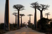 Los baobabs pueden vivir miles de años, lo que contribuye a su lugar destacado en la cultura y el arte. Una arboleda cerca de Morondava, Madagascar.