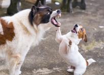 Si su perro es agresivo con otros cachorros o humanos, es importante que lea esta información.