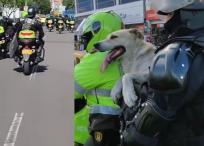 Perro policía adoptado