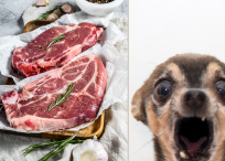 Es posible que esté consumiendo carne de perro y ni siquiera esté consiente de ello.