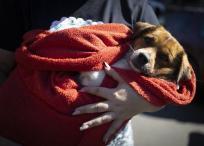 Una mujer sostiene un perro rescatado en Canoas, región metropolitana de Porto Alegre (Brasil).