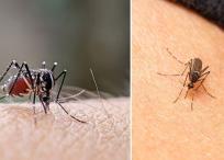 Mosquito del Dengue, sepa como prevenirlo