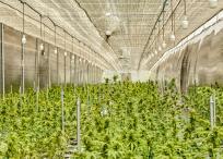 Plantaciones de cannabis medicinal.