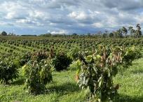 Recorrer las plantaciones de cacao es uno de los planes que ofrece Hacienda Bambusa.