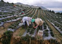 Se plantea la intervención de cinco hectáreas de fresas para dinamizar su economía y mejorar su calidad de vida.
