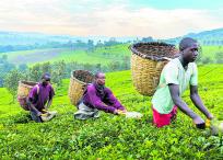 Guillén predice que en África, que será el segundo continente más populoso en un lapso muy corto, existe una gran oportunidad en lo que tiene que ver con agricultura e industria. En la imagen, tres hombres recogen hojas de té en Uganda.