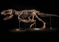 El esqueleto de 'Shen' será subastado Singapur y Hong Kong por la casa de arte Christie's.