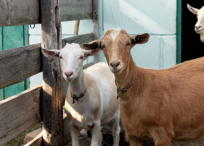 La leche de cabra se utiliza en la elaboración de diversos productos alimenticios y cosméticos.