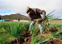 La Jurisdicción Agraria y Rural busca que campesinos despojados puedan recuperar sus tierras.