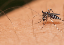 El dengue “es una enfermedad viral aguda” que llega a afectar a cualquier persona sin importar su edad.
