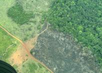 Ganadería extensiva, acaparamiento de tierras, construcción de vías ilegales y cultivos ilícitos impulsan la deforestación en la Amazonia.