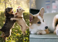 Aprenda a diferencias las dinámicas de sus acompañantes caninos.